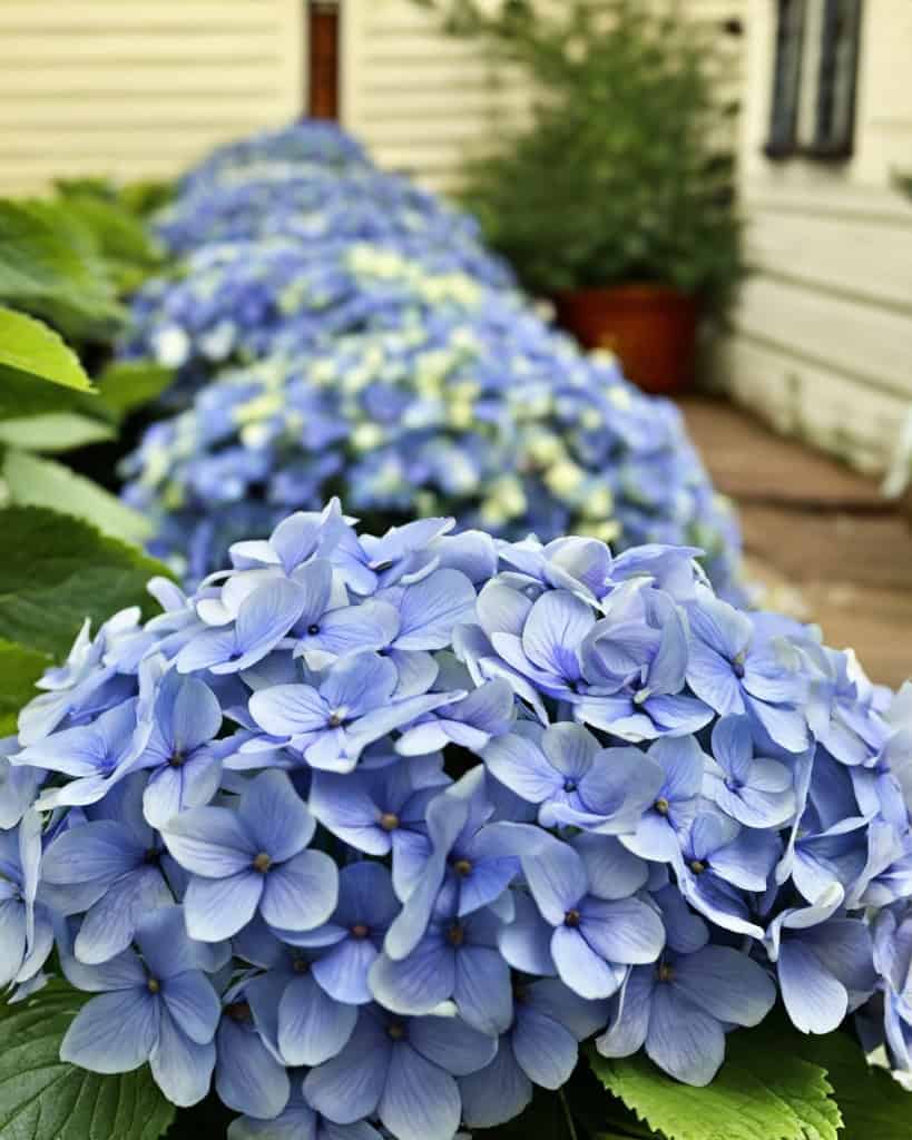 endless summer hydrangeas outside a white house