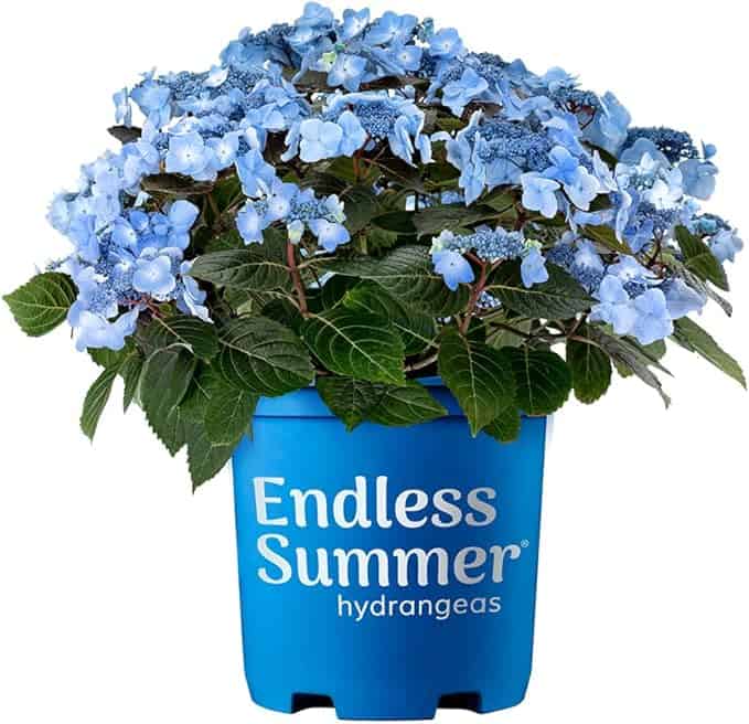 blue endless summer hydrangea