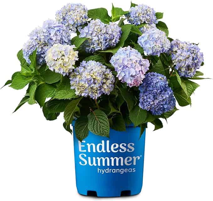 blue endless summer hydrangea