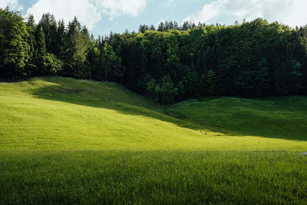 A green grassy field with trees in the background finding land to buy for a homestead