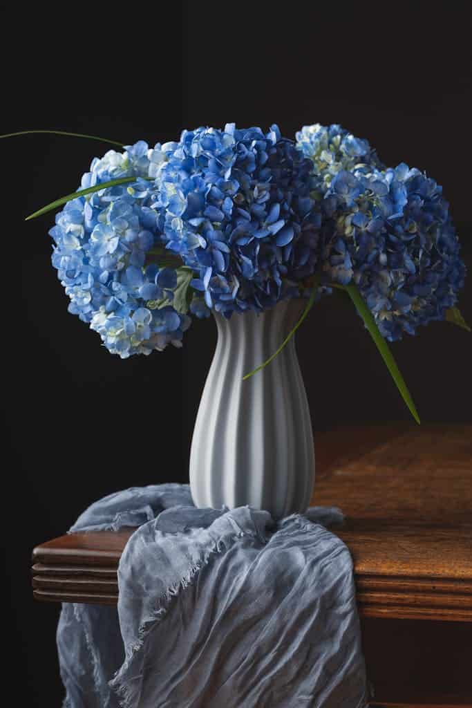 Blue Hydrangeas in a White Vase