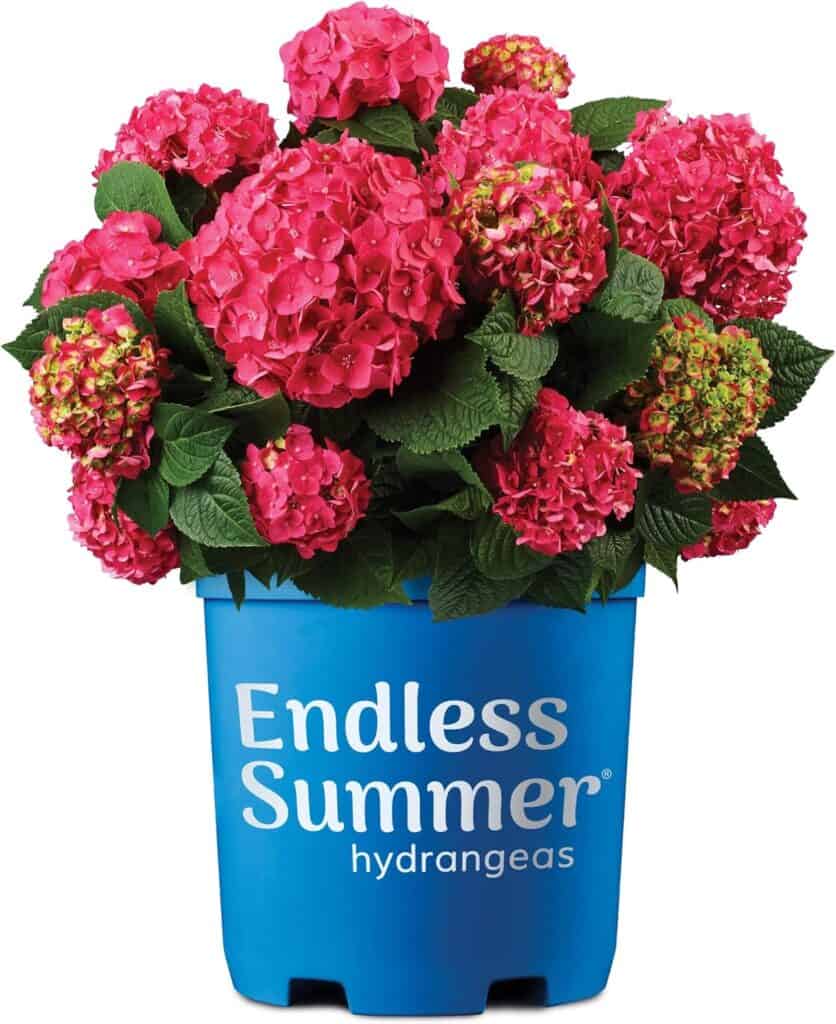 pink endless summer hydrangea