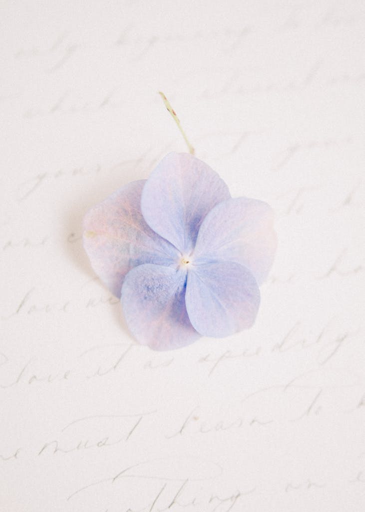 Hydrangea Flower on White Surface