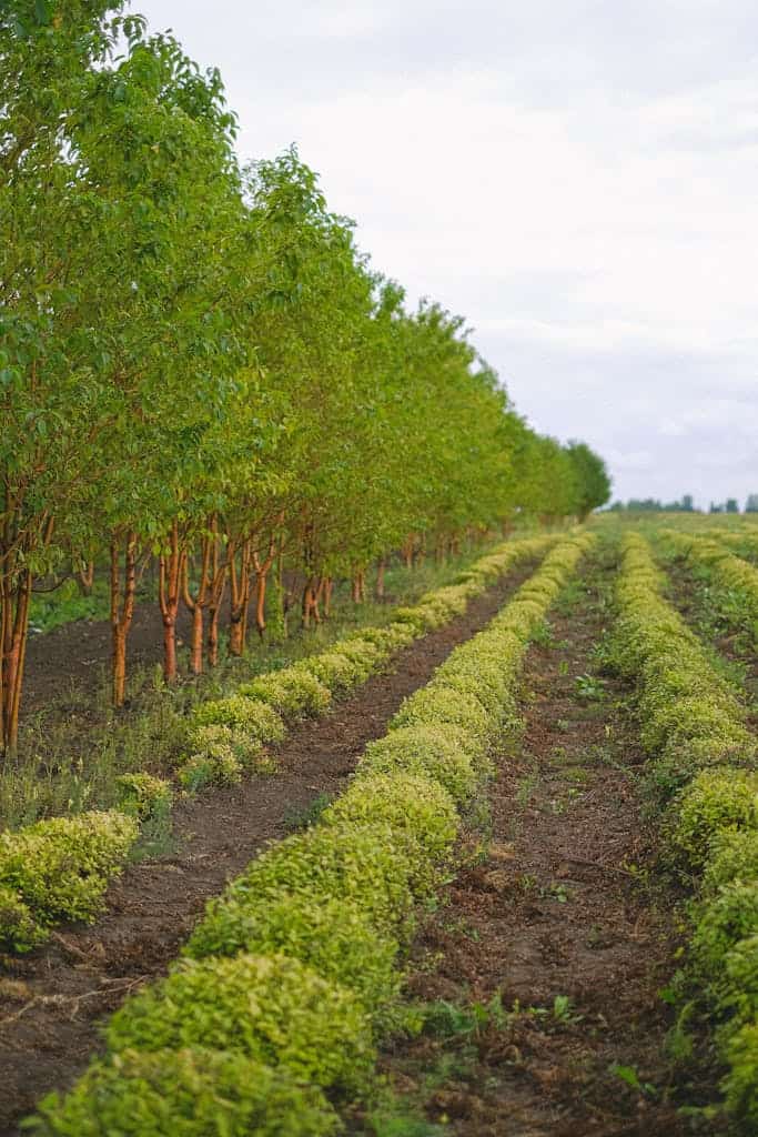 Rows of green plants and trees growing on fertile soil of field in farm how to buy land